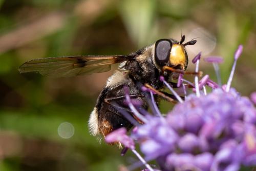Réf. 310 870 : Eriozona syrphoides